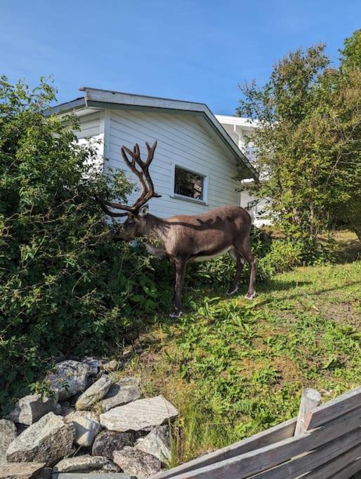 Koselig Leilighet Naer Bussholdeplass Og Natur. Tromsø Exteriör bild